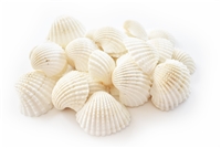 large white ark shells