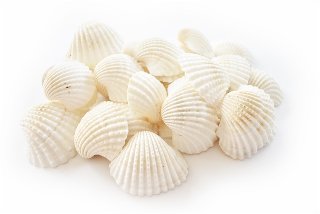 large white ark shells