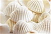 large white ark shells