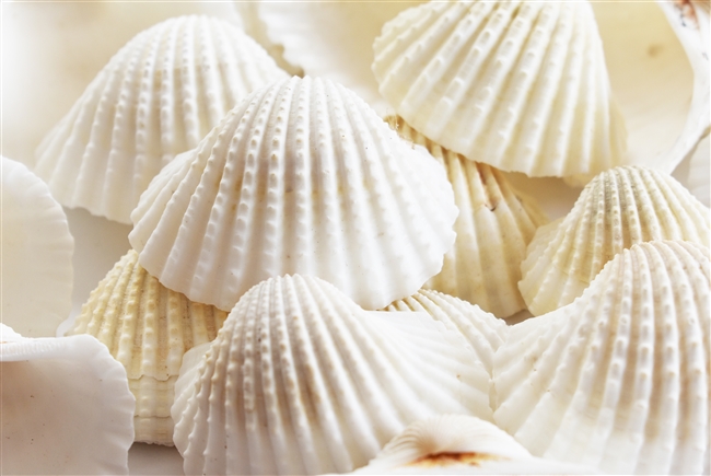 large white ark shells