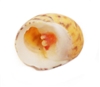 Nerita Peloronta Bleeding Tooth Shells large