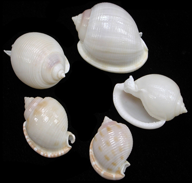 white bonnet shells