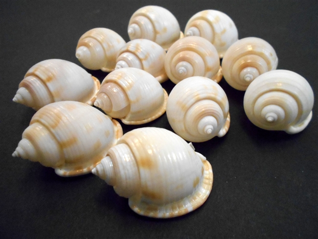 white bonnet shells