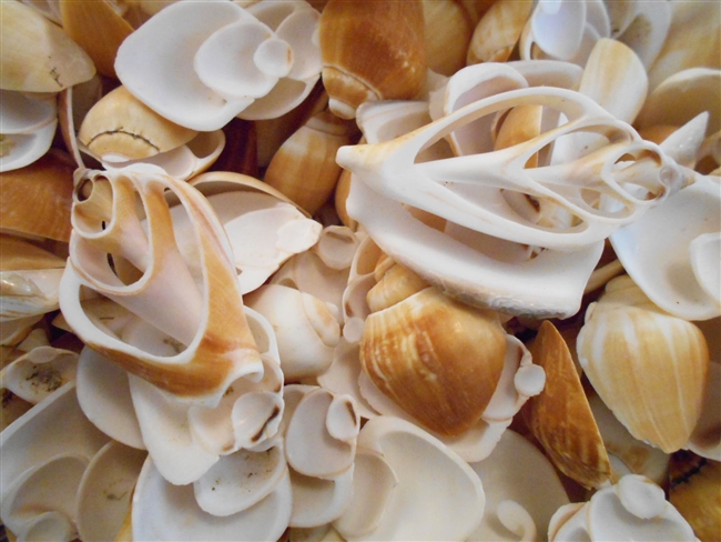 multi cut canarium shells