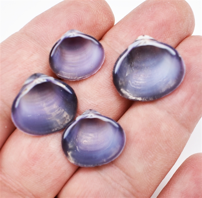 purple baby clam shells
