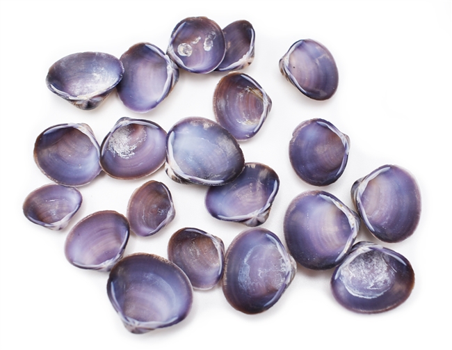 purple baby clam shells