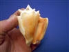 Fighting Conch