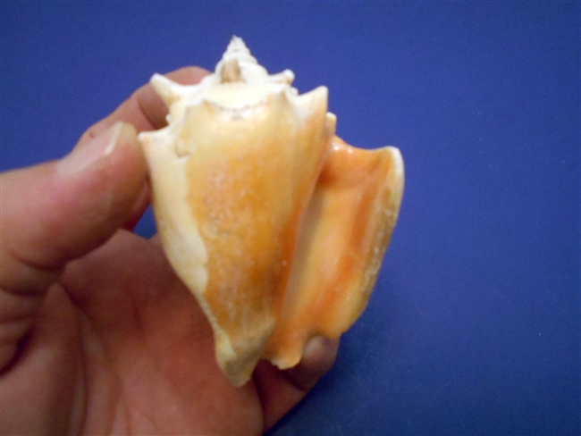 Fighting Conch