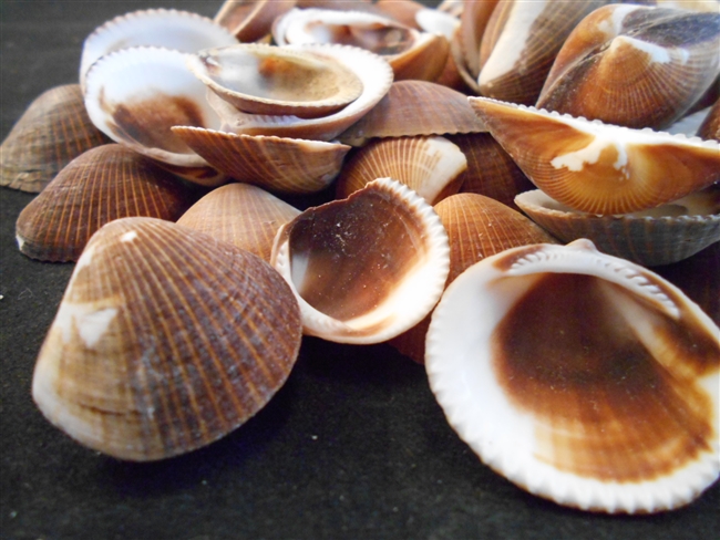 brown white cockles