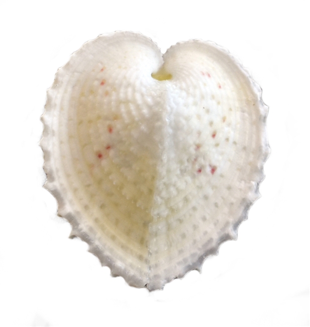 Heart Cockle White