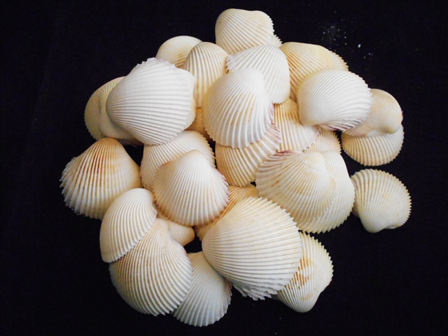 rose cockle