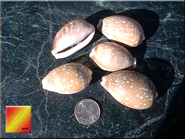 pacific deer cowrie