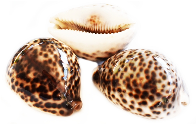Tiger Cowrie Small