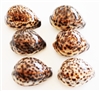 Tiger Cowrie Small