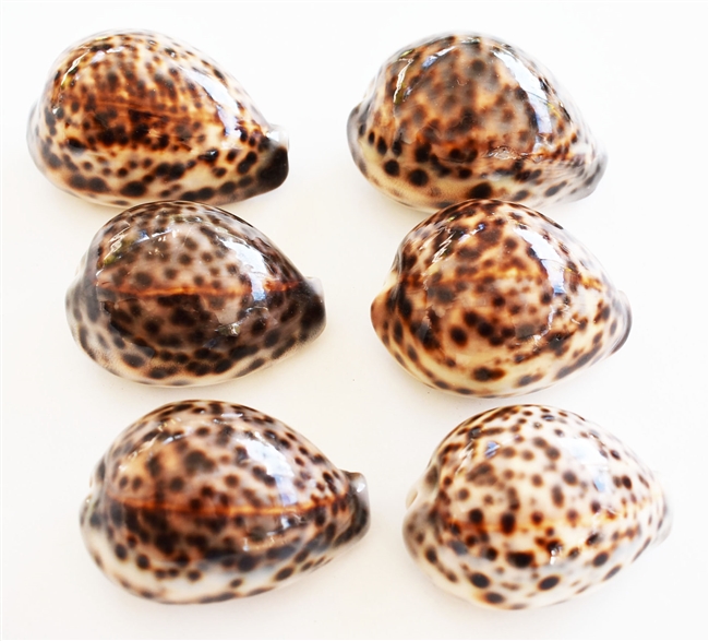 Tiger Cowrie Small