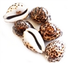Tiger Cowrie Small