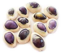 Purple Top Baby Cowrie