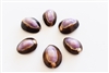Purple Top Snakehead Cowrie