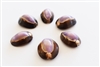 Purple Top Snakehead Cowrie