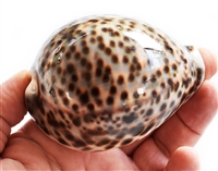 Tiger Cowrie XL