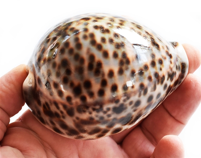 Tiger Cowrie XL