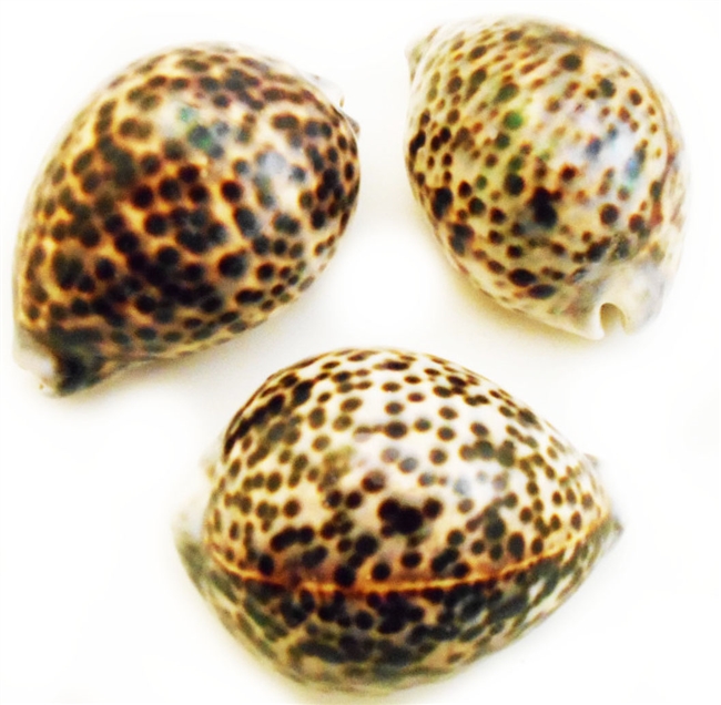 Tiger Cowrie XL