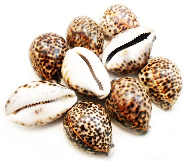 Tiger Cowrie XL