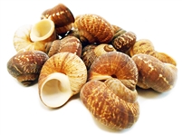 Fernandezi Shell