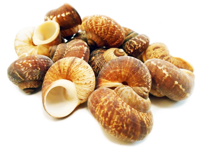 Fernandezi Shell