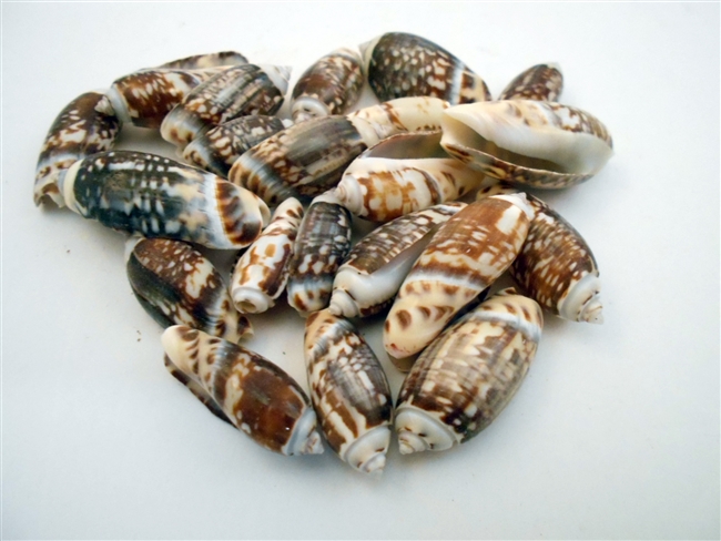 olive gibbosa