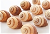 Brown Striped Land Snail
