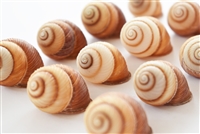 Brown Striped Land Snail
