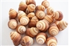 Brown Striped Land Snail