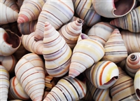 Striped Candy Snail Shell