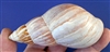 XL Japanese Land Snail