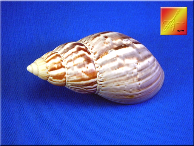 XL Japanese Land Snail