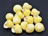 yellow land snail
