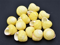 yellow land snail