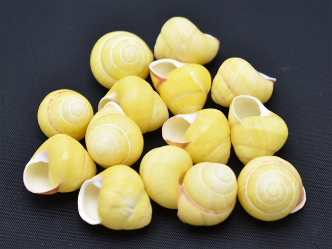 yellow land snail