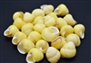 yellow land snail