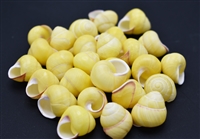 yellow land snail