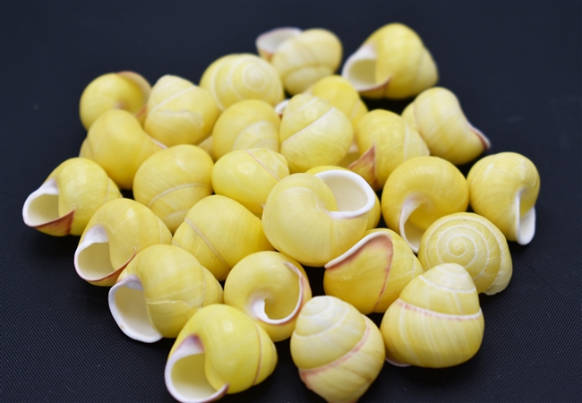 yellow land snail