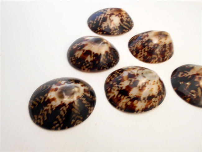 Oval Limpet