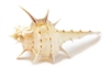 Murex Turnispina
