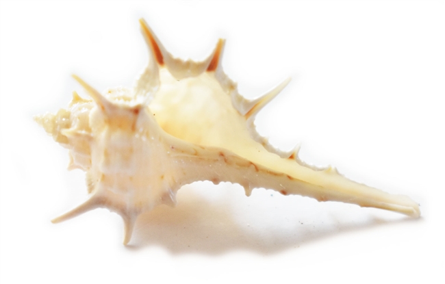 Murex Turnispina