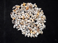 Tiny Mixed Nassa Shells