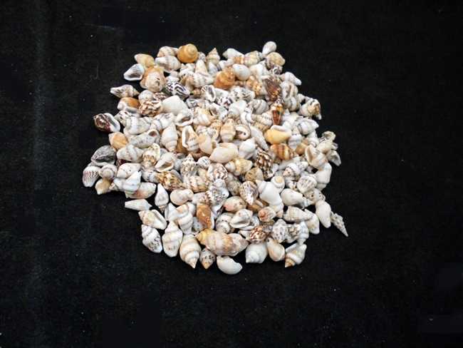 Tiny Mixed Nassa Shells