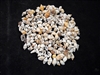 Tiny Mixed Nassa Shells