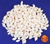White Nassa Shells