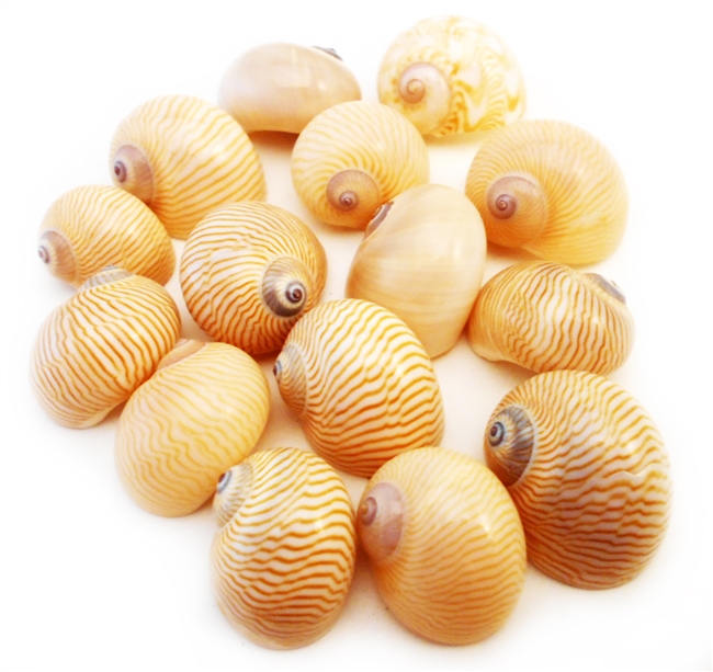 Nautica Lineata Shells